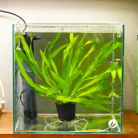 CATEGORY エキノドルス | water plants lover