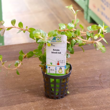 CATEGORY 水草 | water plants lover