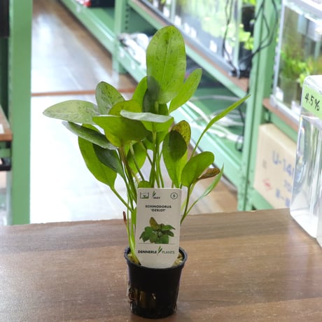 3C5 厚岸ホテイアツモリソウ CATEGORY 水草 | water plants lover