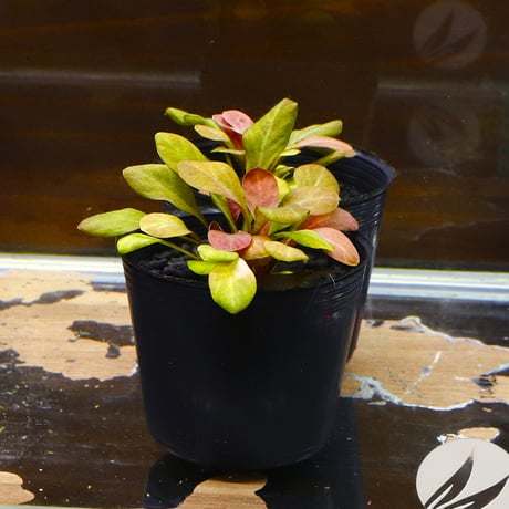 CATEGORY 水草 | water plants lover