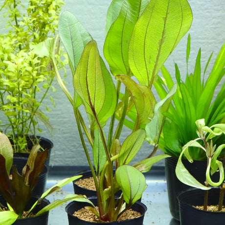 CATEGORY エキノドルス | water plants lover