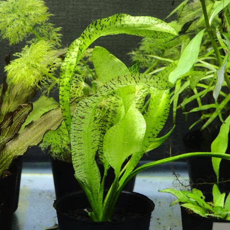 かわはら水草 かわはら水草 水草 | aquarium shop earth