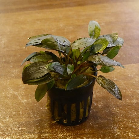 CATEGORY 水草 | water plants lover