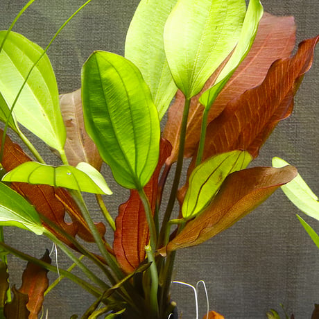 CATEGORY エキノドルス | water plants lover