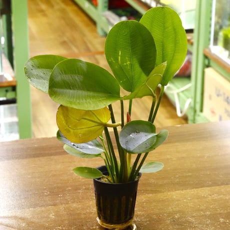 CATEGORY エキノドルス | water plants lover