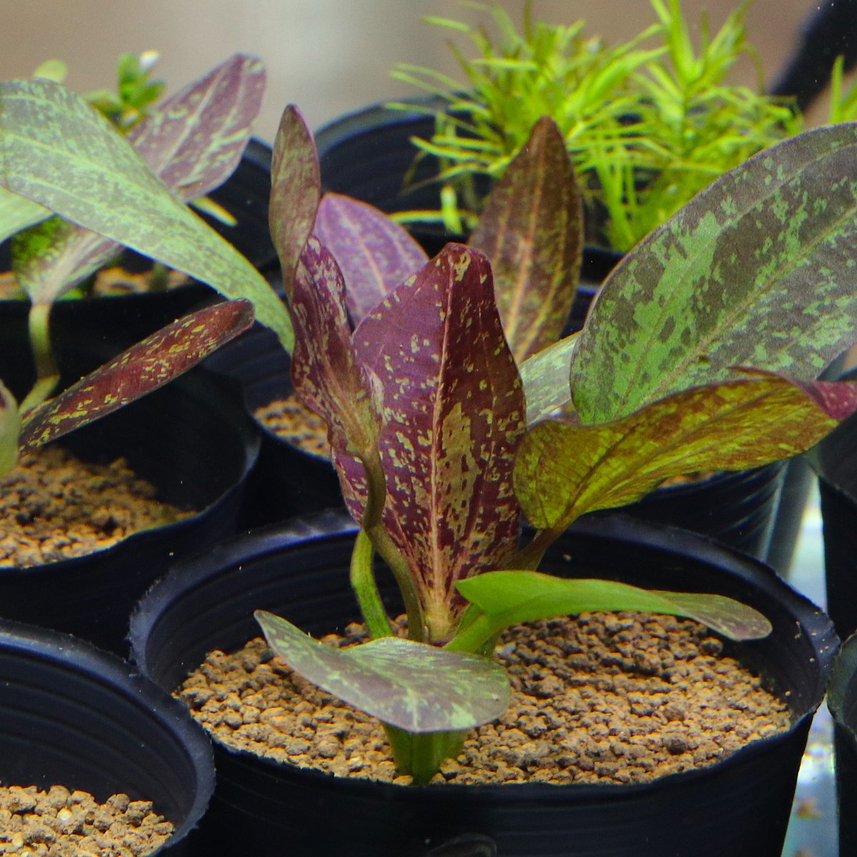 Lepanthes tamaensis レパンテスエクアドル雲霧パルダリウムレア