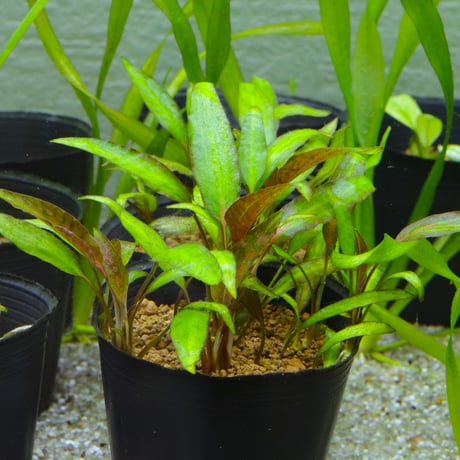 CATEGORY クリプトコリネ | water plants lover
