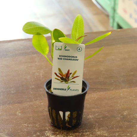 エキノドルススーパーレッド　大株　一株 エキノドルスの仲間 – e-scape online