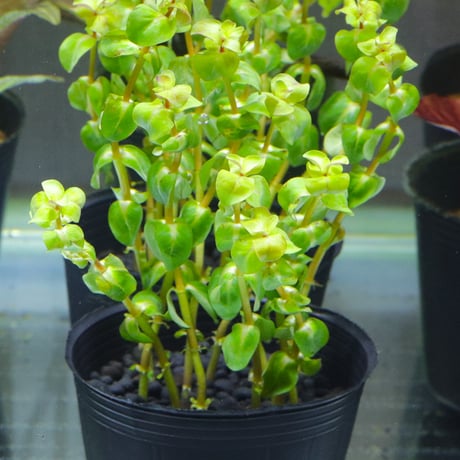 earnest hearts volt 風林火山 特大鉢 検】 パキプス earnest hearts アーネストハーツ アーネストハーツ earnest