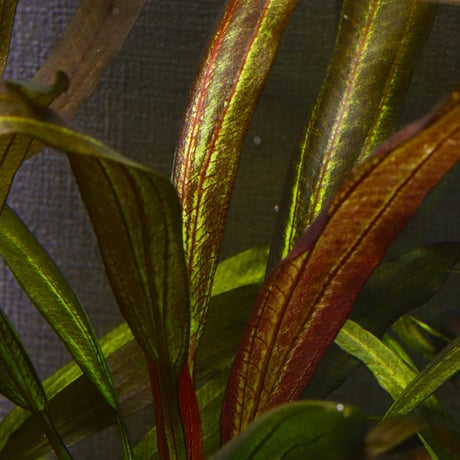 CATEGORY エキノドルス | water plants lover