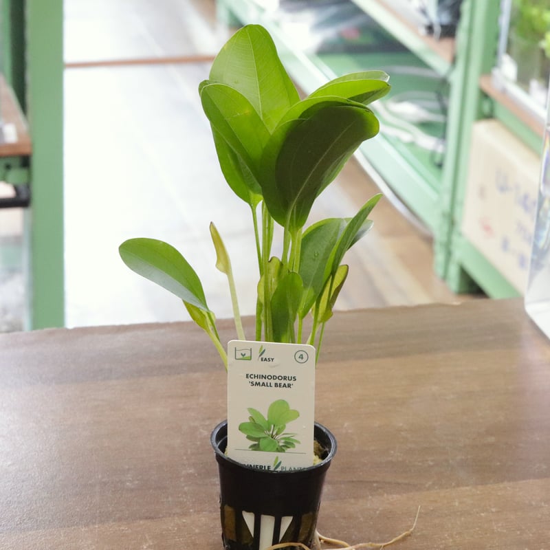 （ナッシーさま）ギムノカリキウム、苗フルセット　ブルチー、アンドレアエ、モスティ デナリー社エキノドルス・'スモールベアー'1ポット | water plants lover