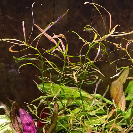 ITEM | water plants lover