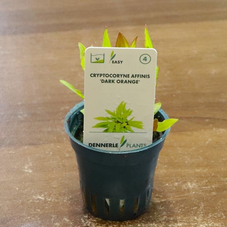 CATEGORY クリプトコリネ | water plants lover
