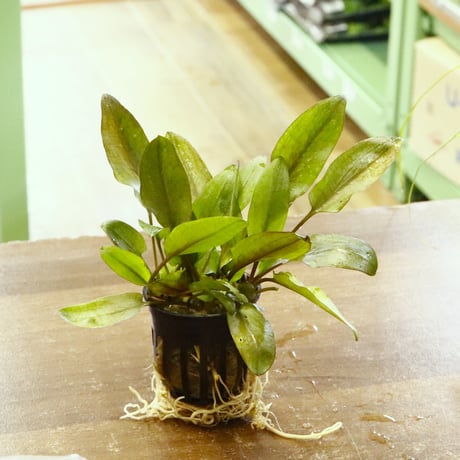 CATEGORY クリプトコリネ | water plants lover