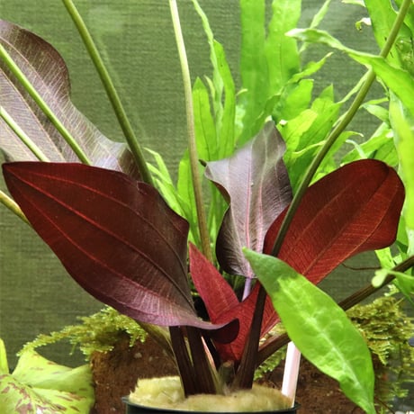 CATEGORY エキノドルス | water plants lover
