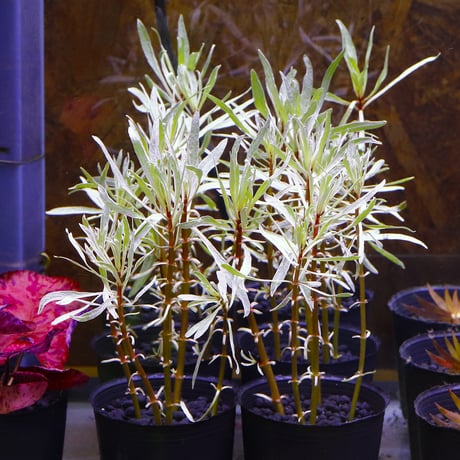 CATEGORY 水草 | water plants lover
