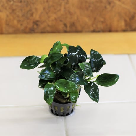 CATEGORY 水草 | water plants lover