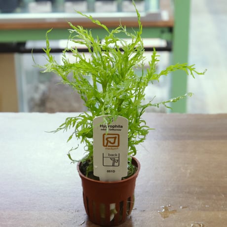 専用！珍種！シンゴナンサスspオンドラス2 ボリビアンスタープランツ　ホシクサ 珍種！シンゴナンサスspオンドラス2 ボリビアンスタープランツ