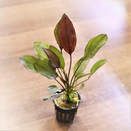 CATEGORY エキノドルス | water plants lover