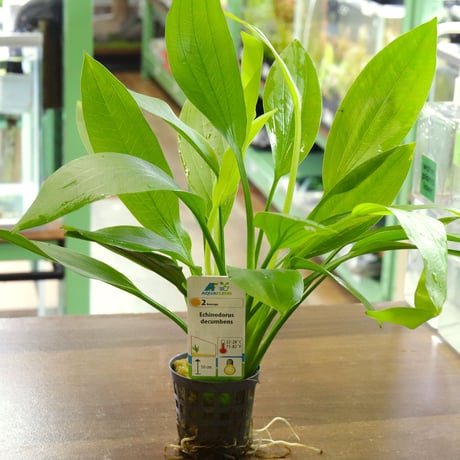 CATEGORY エキノドルス | water plants lover