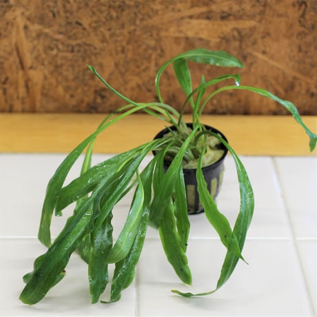 クリプトコリネ ダイヤモンドライン AZ0917-2 AZ‼️ cryptocoryne /
