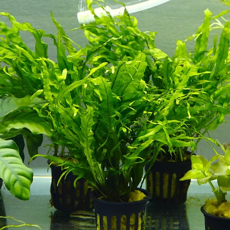 SALE | water plants lover