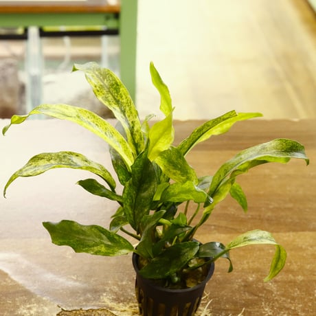 CATEGORY 水草 | water plants lover