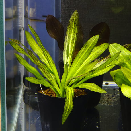 CATEGORY エキノドルス | water plants lover