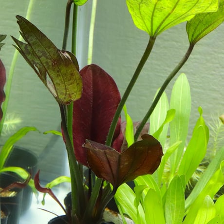 CATEGORY エキノドルス | water plants lover