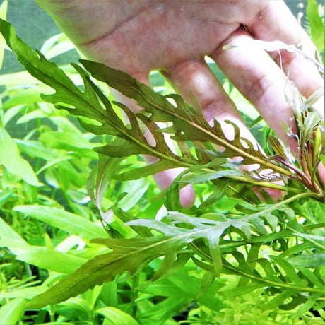 【本日限定】ハイグロフィラ・ピンナティフィダ（大株）他 楽天市場】（水草）ハイグロフィラ ピンナティフィダ（水上葉