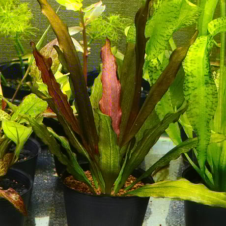 エキノドルスspリオ イプサバ ご注文分:エキノドルスsp.'リオ イプサバ