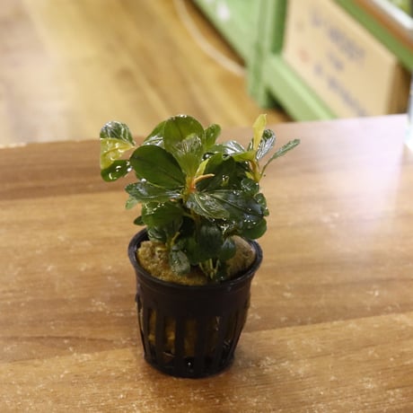 CATEGORY 水草 | water plants lover