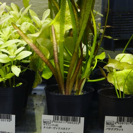 CATEGORY 水草 | water plants lover