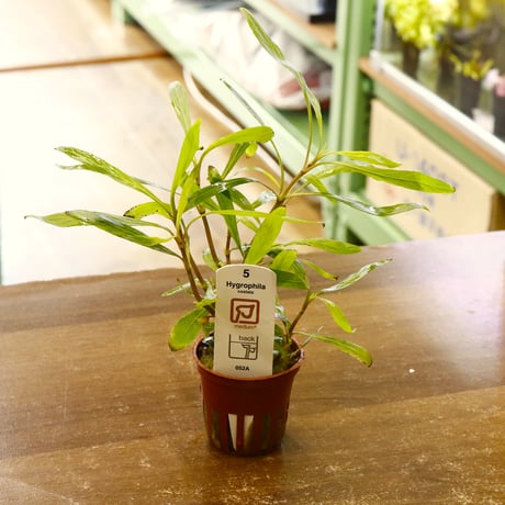 CATEGORY 水草 | water plants lover