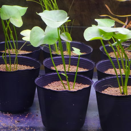 CATEGORY 水草 | water plants lover