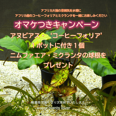 CATEGORY 水草 | water plants lover