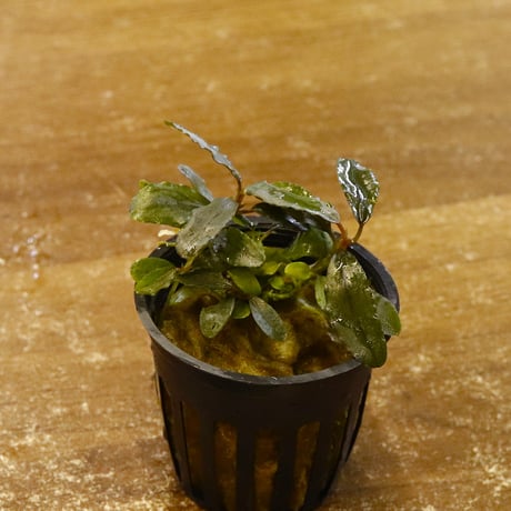 CATEGORY 水草 | water plants lover