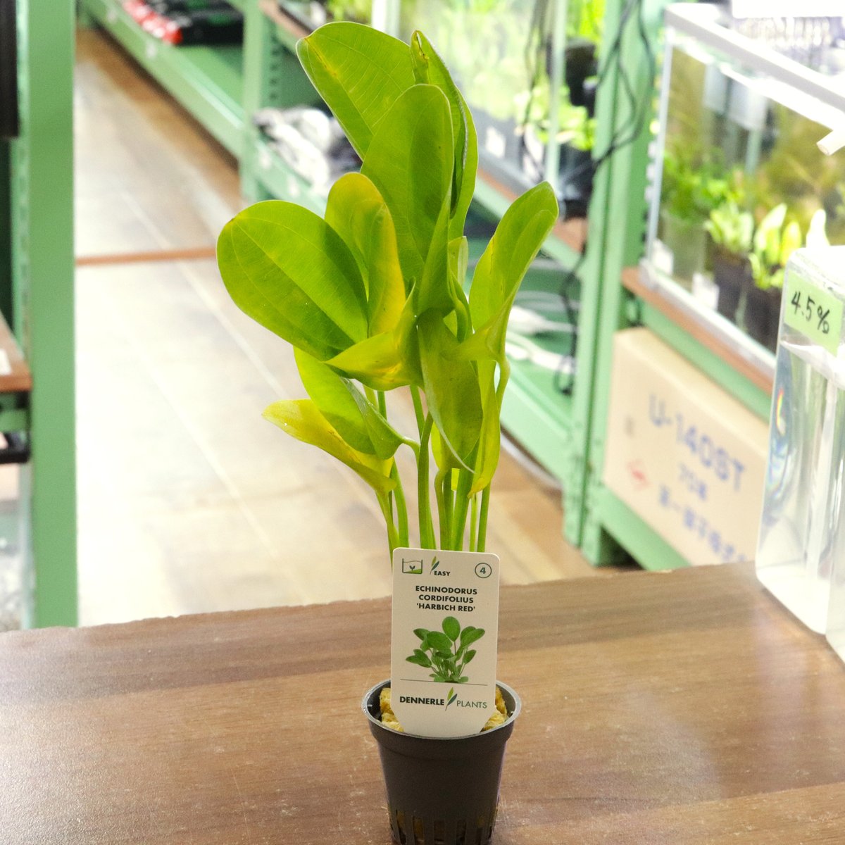 デナリー社エキノドルス・'ハービッヒ・レッド'1ポット | water plants