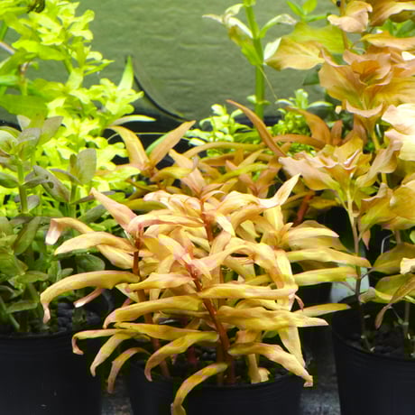 ITEM | water plants lover