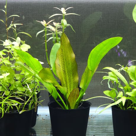 CATEGORY エキノドルス | water plants lover