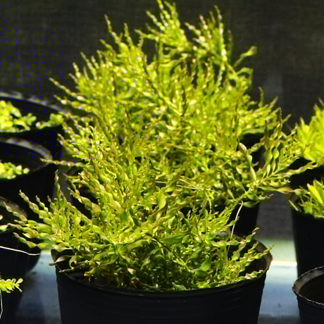 CATEGORY 水草 | water plants lover