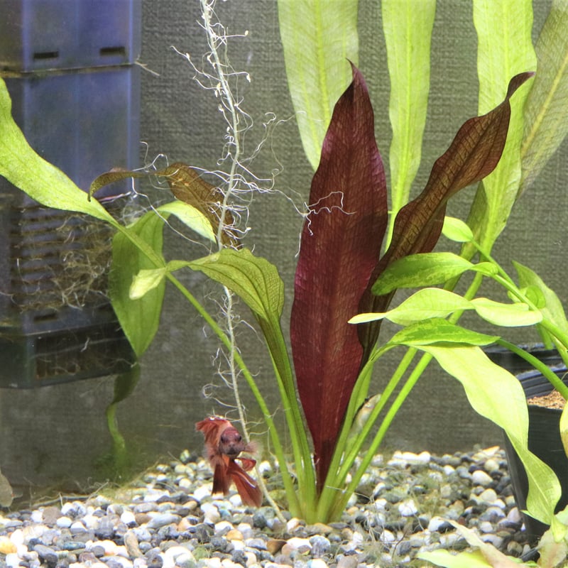 台湾便エキノドルス・'スパイダーネット'1鉢 | water plants lover