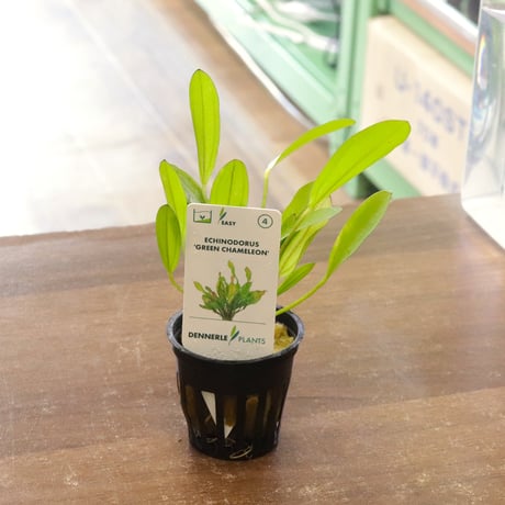 CATEGORY エキノドルス | water plants lover
