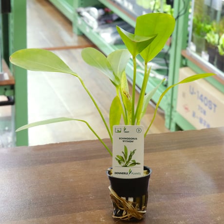 CATEGORY エキノドルス | water plants lover