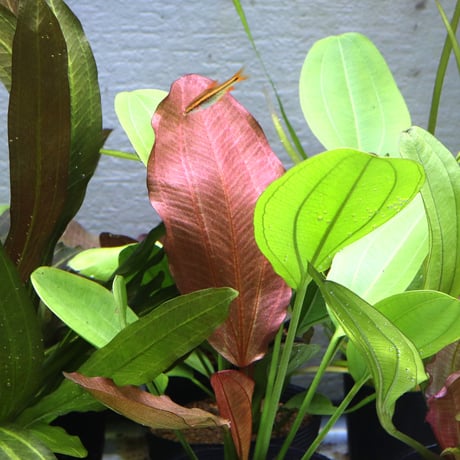 エキノドルススーパーレッド　大株　一株 エキノドルススーパーレッド 大株 一株 エキノドルススーパーレッド 大