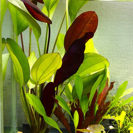 CATEGORY エキノドルス | water plants lover