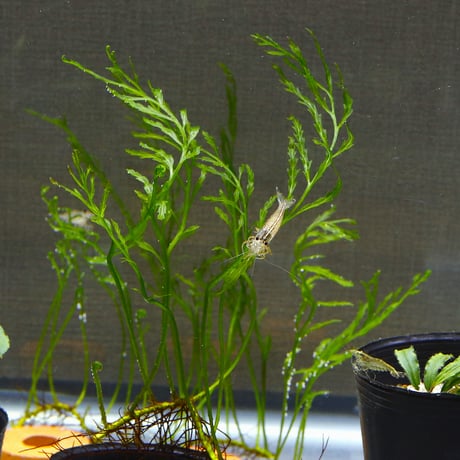 CATEGORY ボルビティス | water plants lover
