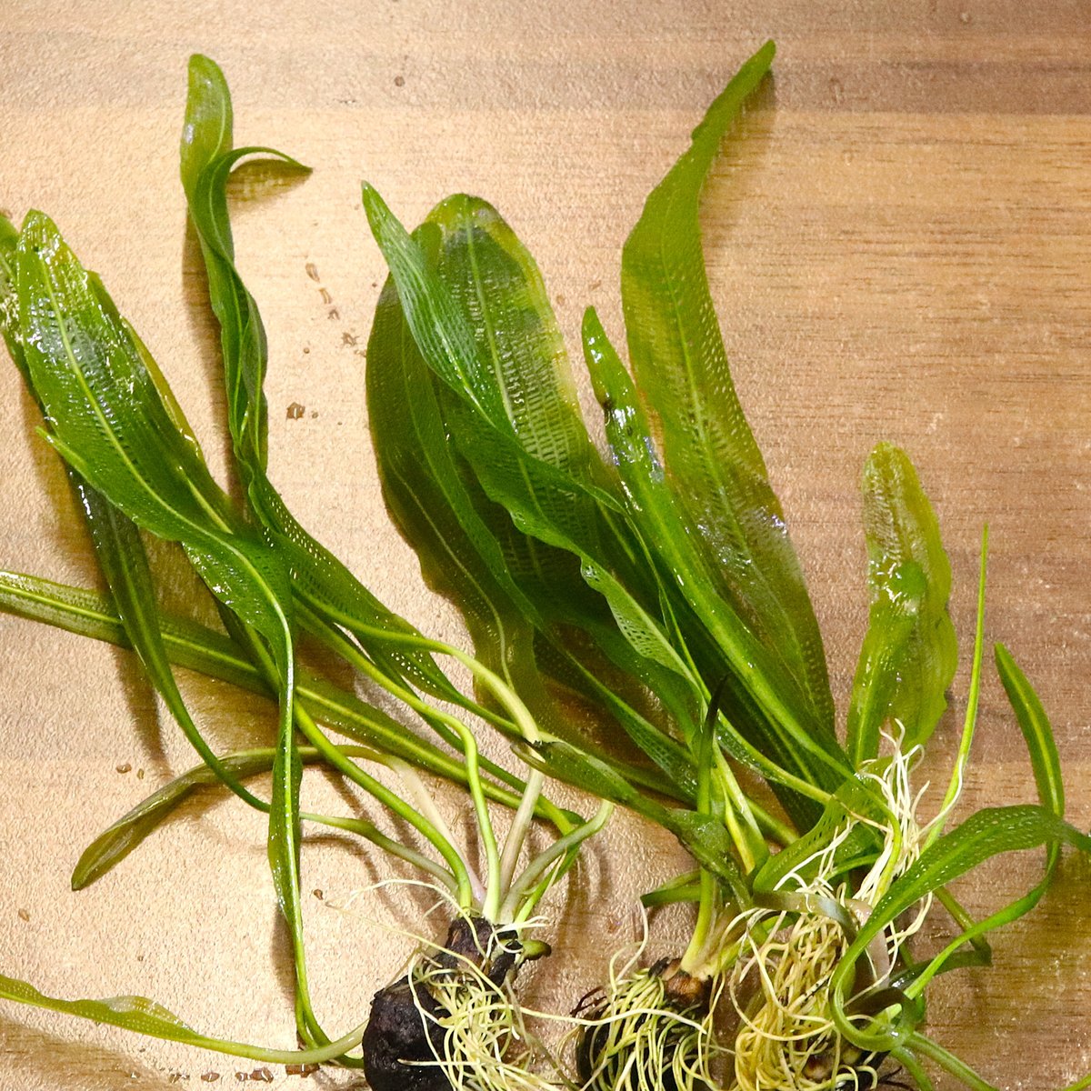 特大親株 レースプラント