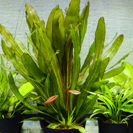 CATEGORY エキノドルス | water plants lover