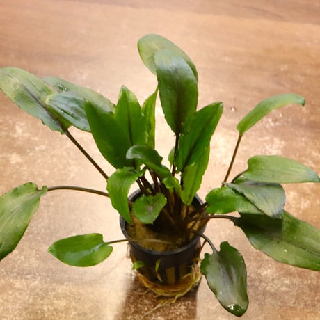 CATEGORY クリプトコリネ | water plants lover